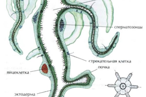 Через какой браузер можно зайти на кракен