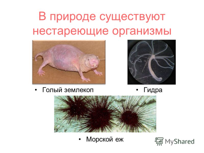 Официальная ссылка крамп для тор