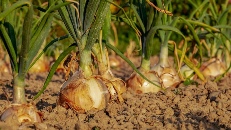 Tor магазин kraken kraken ssylka onion